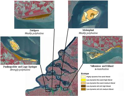 Seasonal and Spatial Variability in Patchiness of Microphytobenthos on Intertidal Flats From Sentinel-2 Satellite Imagery